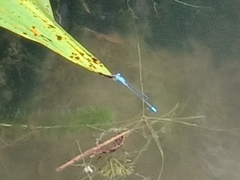 Pseudagrion microcephalum