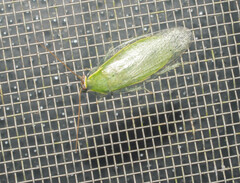Panchlora