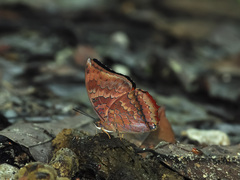 Charaxes bernardus
