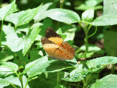 Cirrochroa orissa