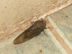 Cicadidae