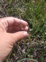 Veronica capsellicarpa