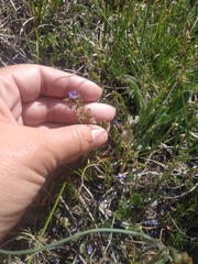 Veronica capsellicarpa