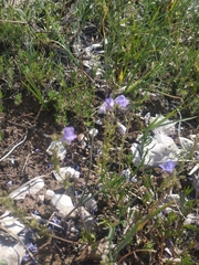 Veronica capsellicarpa