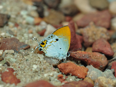 Hypolycaena othona