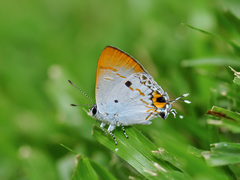 Hypolycaena othona