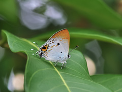 Hypolycaena othona