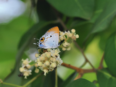 Hypolycaena othona