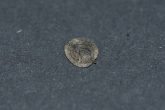 Tordylium maximum