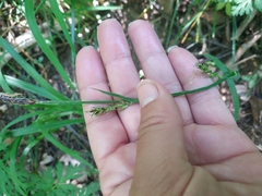 Carex hirta