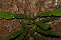Macadamia tetraphylla
