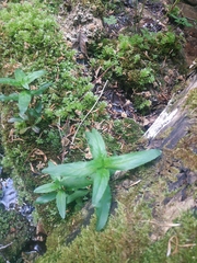 Epilobium tetragonum