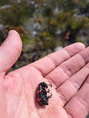 Hycleus sedecimguttatus