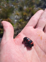 Hycleus sedecimguttatus