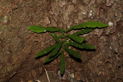 Macadamia tetraphylla