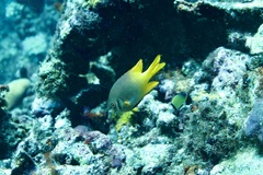 Neoglyphidodon nigroris