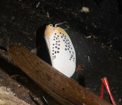 Poekilloptera phalaenoides