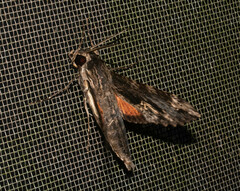 Erinnyis oenotrus