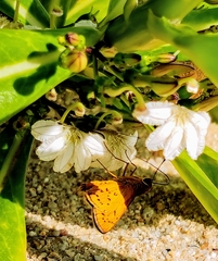 Cephrenes trichopepla