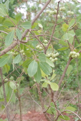 Magnoliopsida