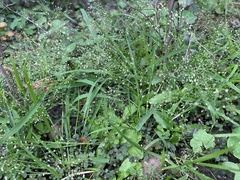 Eragrostis tenella