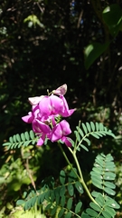 Indigofera australis