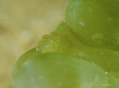 Sacoproteus smaragdinus