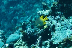 Neoglyphidodon nigroris