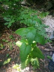 Scrophularia scopolii