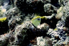 Pycnochromis retrofasciatus
