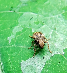 Araecerus