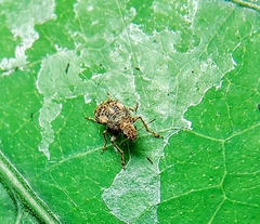 Araecerus