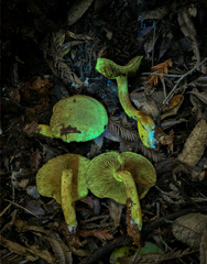 Gymnopilus punctifolius