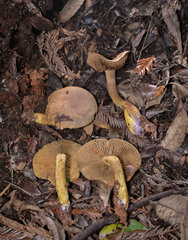 Gymnopilus punctifolius