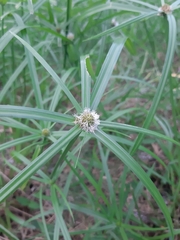 Cyperus aromaticus