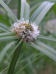 Cyperus aromaticus