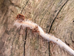 Mycena galericulata