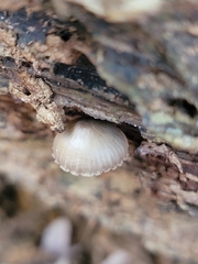 Mycena galericulata