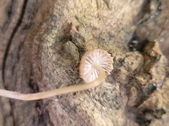 Mycena galericulata