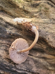 Mycena galericulata