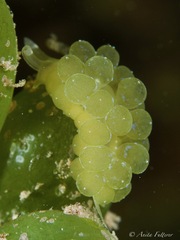 Sacoproteus smaragdinus