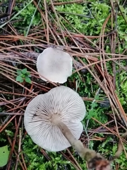 Clitocybe metachroa