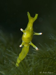 Roburnella wilsoni