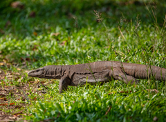 Varanus bengalensis