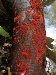 Tulasnella aurantiaca