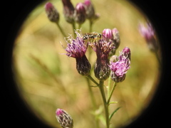 Apoidea