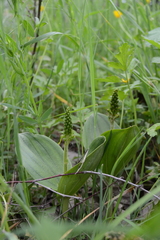 Neottia ovata