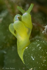 Roburnella wilsoni