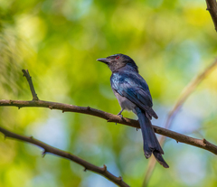 Dicrurus caerulescens
