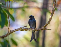 Dicrurus caerulescens